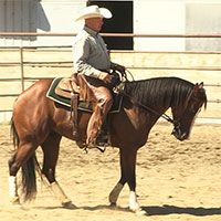 How to start and train horses for reining, cutting and much more. 