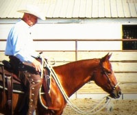 Hackamore (Bosal) Training