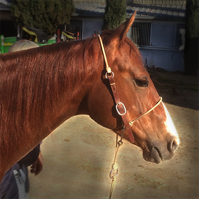 Teach your horse good head position with this HeadSetter