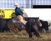Cutting Horse Training using the Mechanical Cow