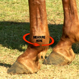 Iconoclast equine support boots for horses