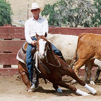 Leg problems in performance horses
