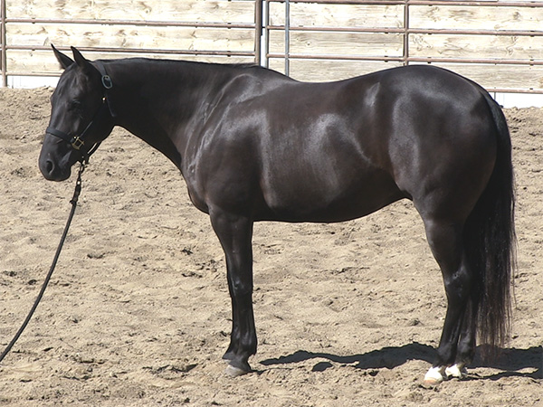 Black Gelding For Sale Horse Training Videos Online stallion-names