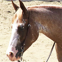 caterpillar-head-bridle