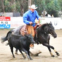 Reined cow horse circling a cow