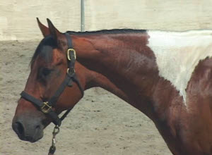 horse berry ncha colord brother jr open rambo