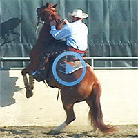 Training horses that buck, rear, bite and kick