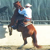 Larry Trocha demenstating how to fix a horse that balks & rears