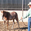 Train your foal, weanling or yearling