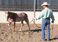 foal and weanling training