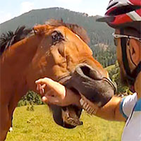 A disrespectful horse biting a mans arm