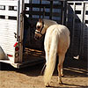 How to load a horse into the trailer